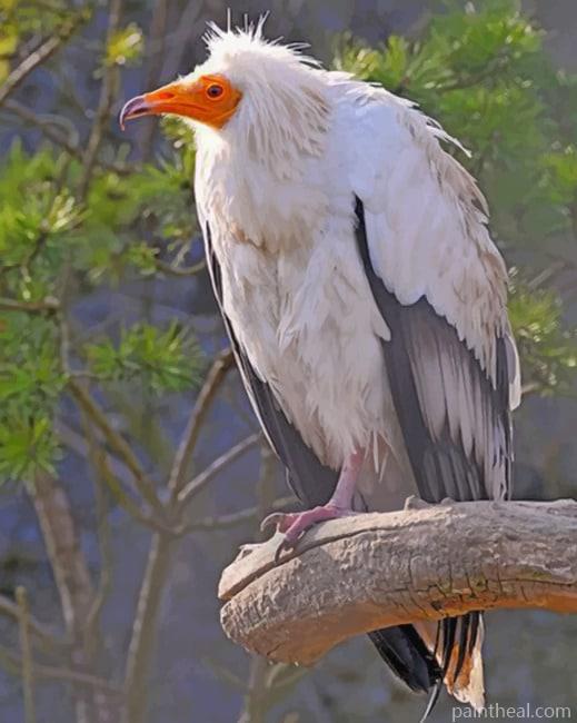 Canarian Egyptian Vulture Painting By Numbers Kits