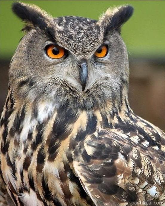 Big Eyes Owl Birds Painting by Numbers kits.jpg