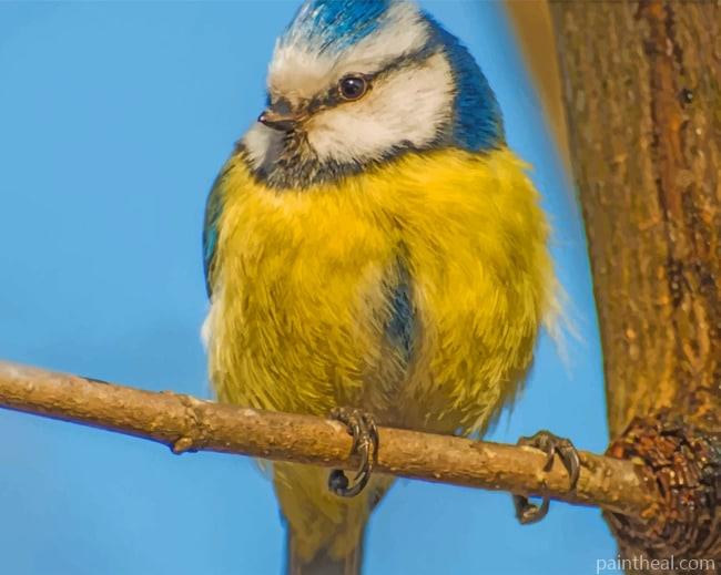Yellow And Blue Bird Painting by Numbers kits.jpg