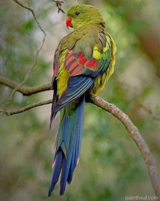 Regent Parrot Painting by Numbers kits.jpg