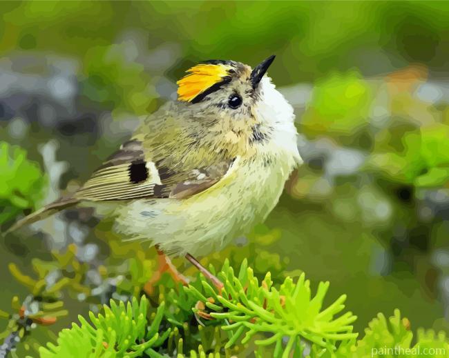 Goldcrest Bird Animal Painting by Numbers kits.jpg