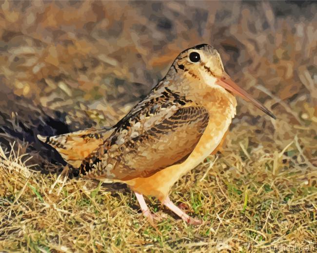 Woodcock Bird Animal Painting by Numbers kits.jpg