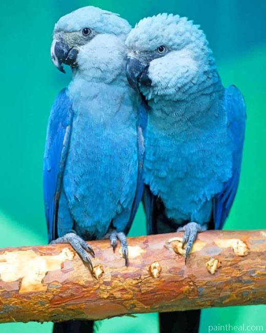 Blue Macaws Painting by Numbers kits.jpg