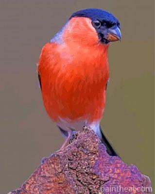 Bullfinch Bird Painting by Numbers kits.jpg