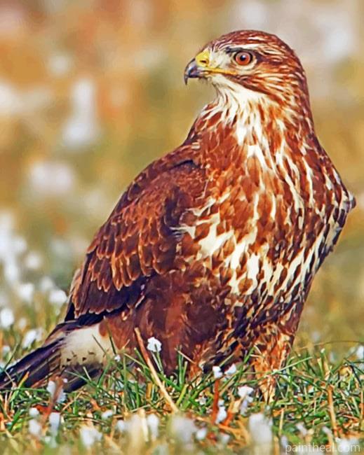 Common Buzzard Bird Painting by Numbers kits.jpg