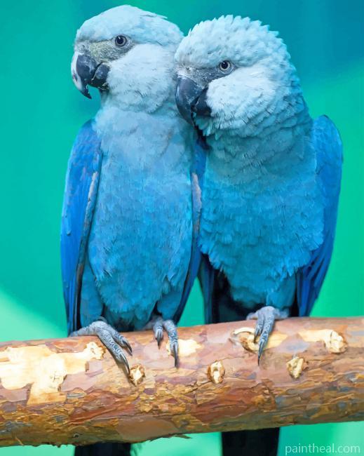 Spixs Macaw Painting by Numbers kits.jpg