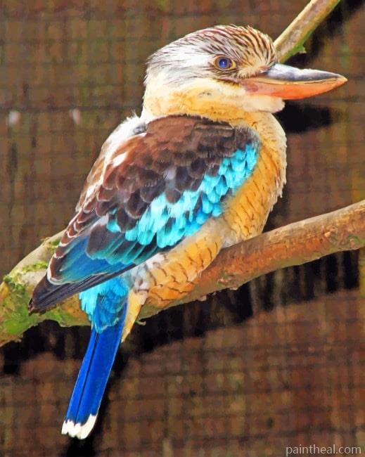 Kookaburra Painting By Numbers Kits