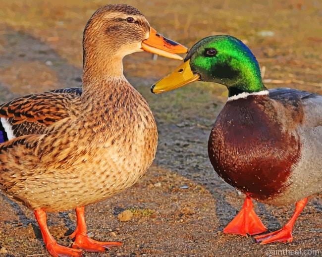 Mallard Ducks Painting By Numbers Kits