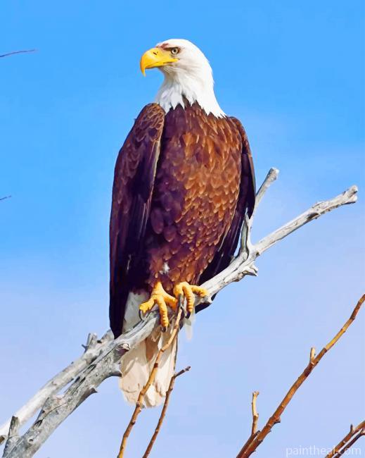 Bald Eagle In Wild Nature Painting By Numbers Kits
