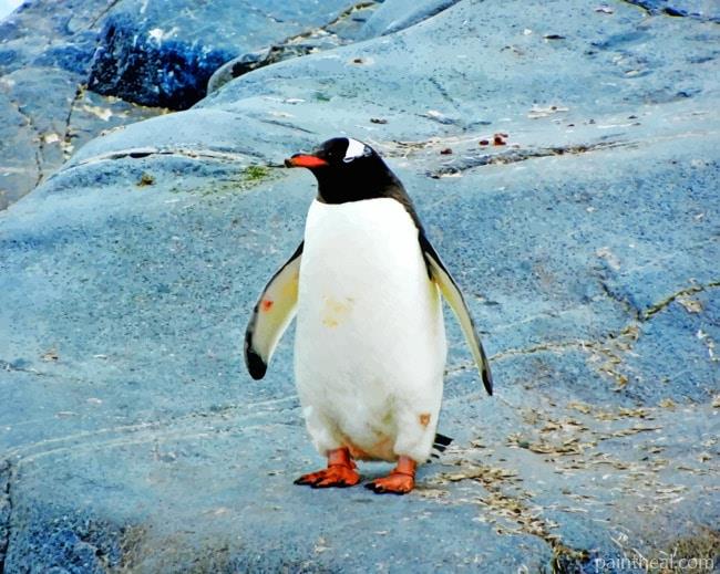 Black And White Penguin Painting By Numbers Kits