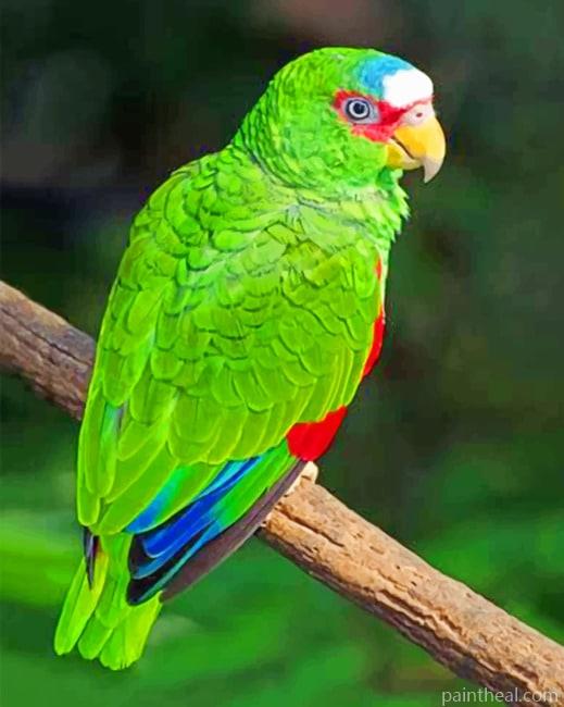White Fronted Amazon Painting By Numbers Kits