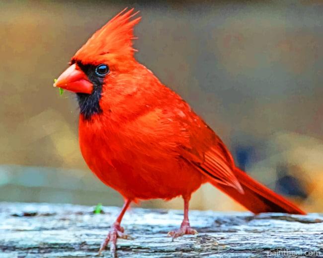 Cardinal Perched Bird Painting By Numbers Kits