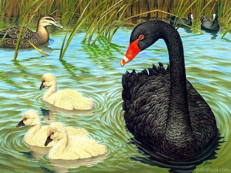 Black Duck Birds Painting by Numbers kits.jpg