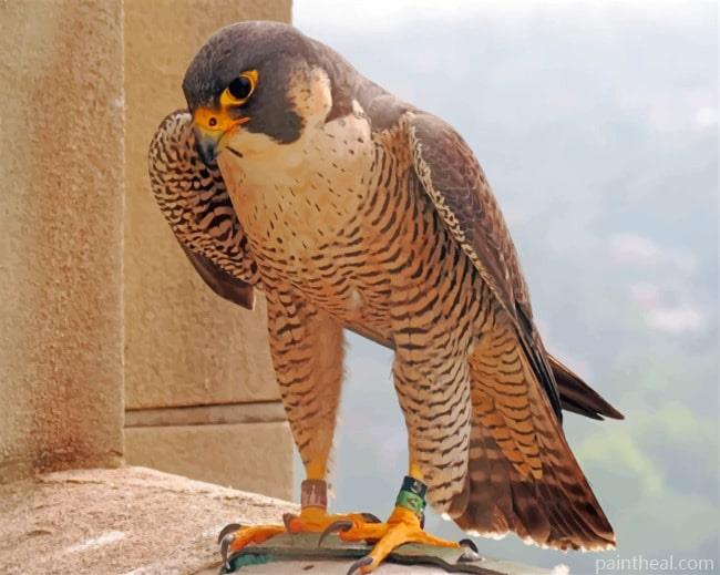 Peregrine Falcon Painting by Numbers kits.jpg