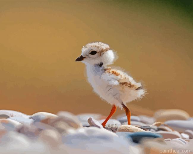 Little Piping Plover Painting by Numbers kits.jpg