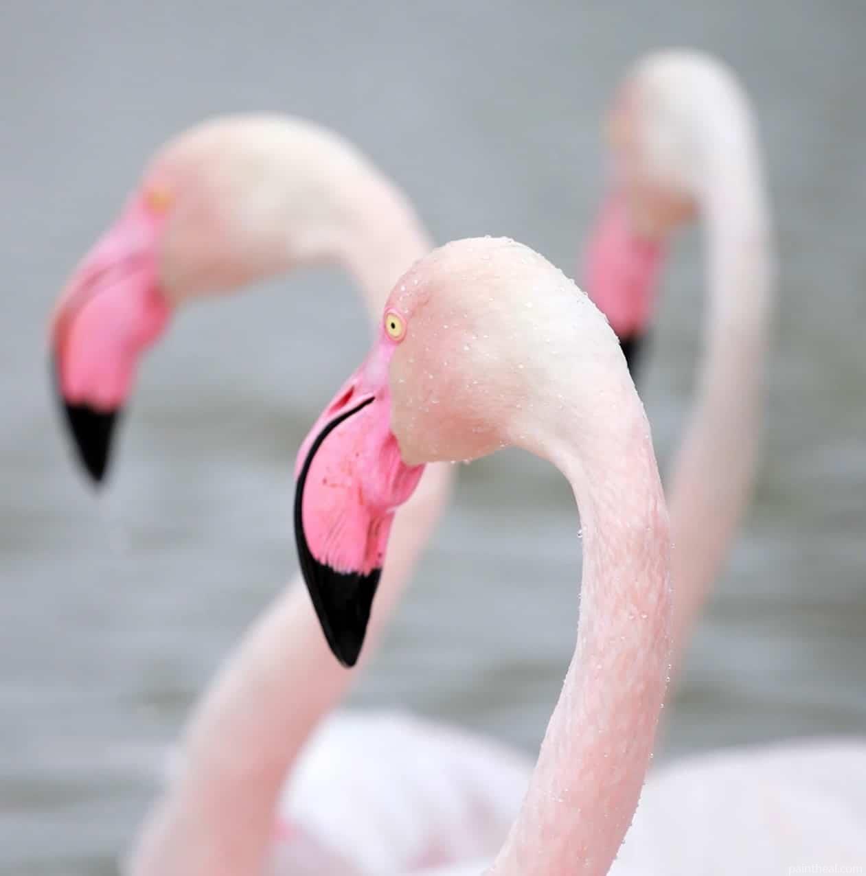 Greater Flamingo Birds Painting by Numbers kits.jpg