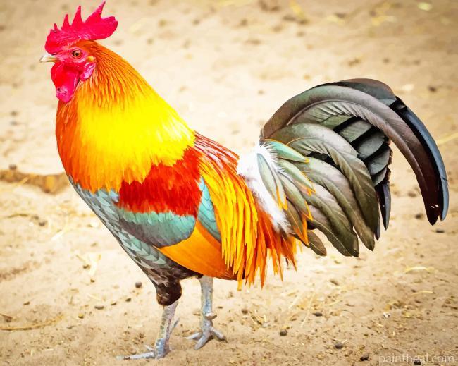 Rooster Painting by Numbers kits.jpg