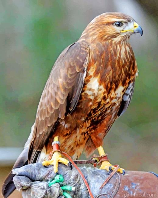 Common Buzzard Painting by Numbers kits.jpg