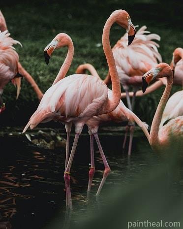 Group Of Flamingos Birds Painting by Numbers kits.jpg