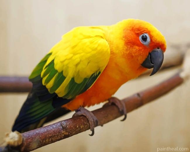 Yellow Parrot Painting by Numbers kits.jpg