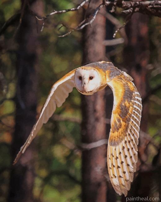 Barn Owl In Flight Painting by Numbers kits.jpg