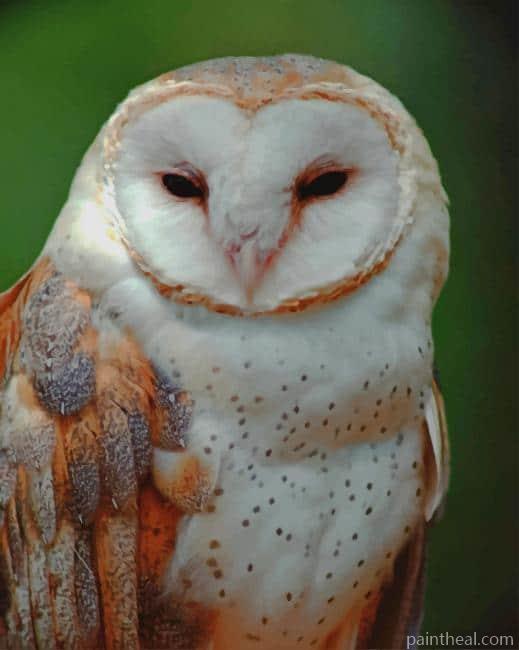 Golden Owl Bird Painting by Numbers kits.jpg