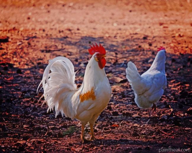 White Roosters Painting by Numbers kits.jpg