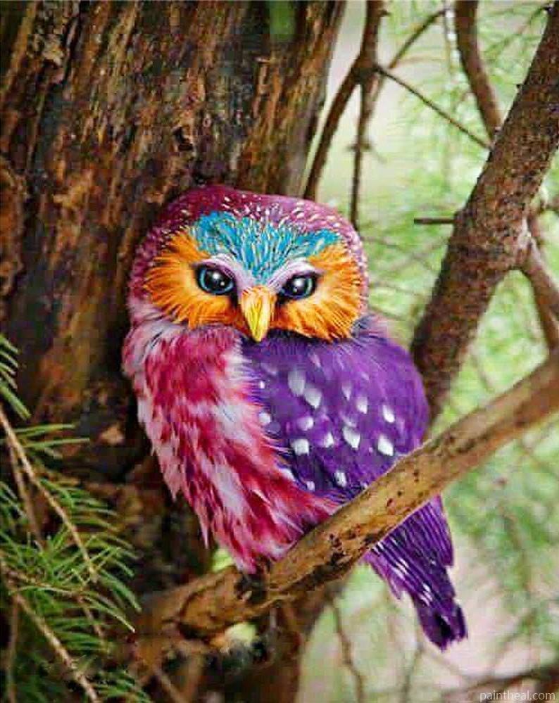 Colorful Beautiful Owl Birds Painting by Numbers kits.jpg