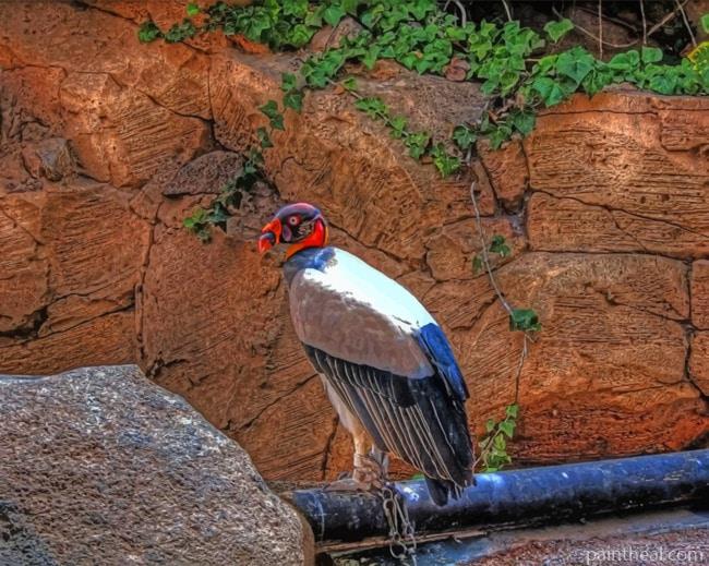 King Vulture Painting By Numbers Kits