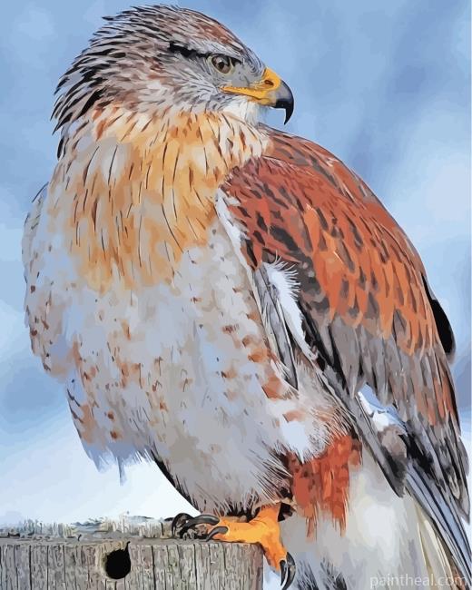 Hawk Bird Painting By Numbers Kits