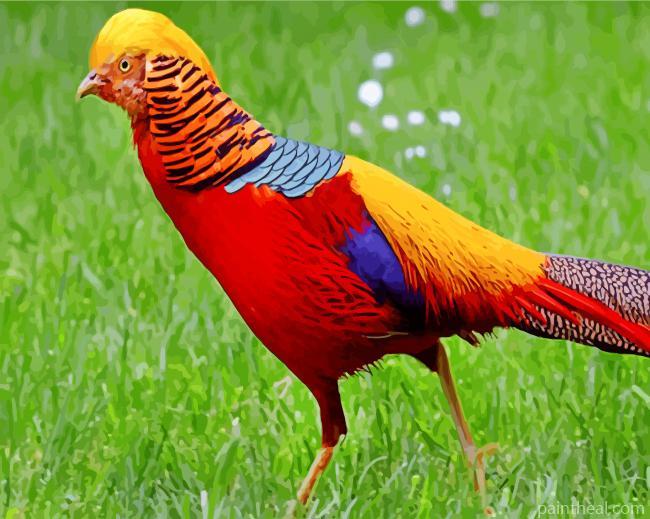 Golden Pheasant Bird Painting By Numbers Kits