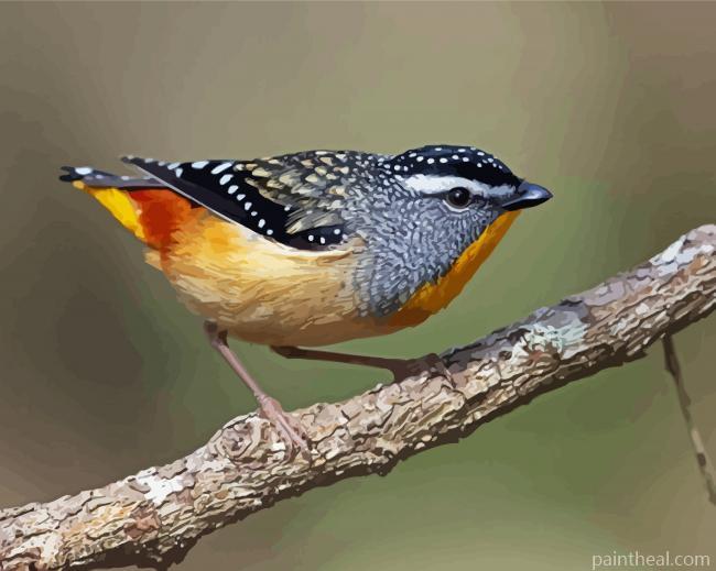 Pardalote Painting by Numbers kits.jpg