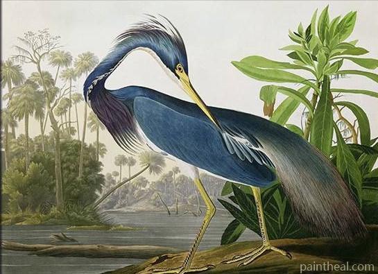 Louisiana Heron Bird Painting by Numbers kits.jpg