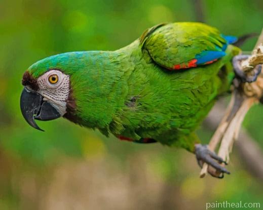 Green Parrot Bird Painting by Numbers kits.jpg
