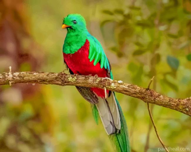 Resplendent Quetzal Bird Painting By Numbers Kits
