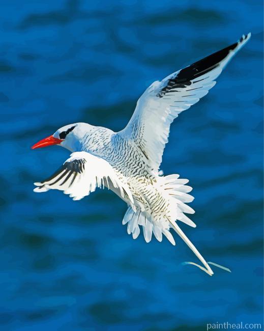 Tropicbird Flying Painting By Numbers Kits