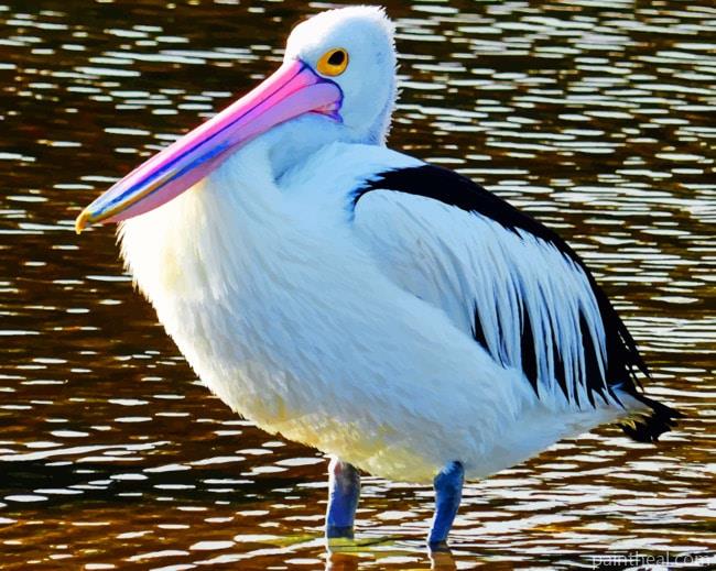 Pelican Bird In Water Painting By Numbers Kits