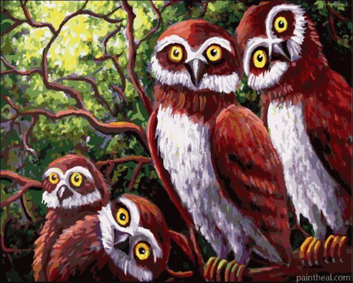 Owl Family Birds Painting By Numbers Kits