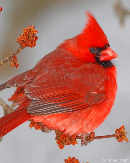Red Northern Cardinal Bird Painting By Numbers Kits