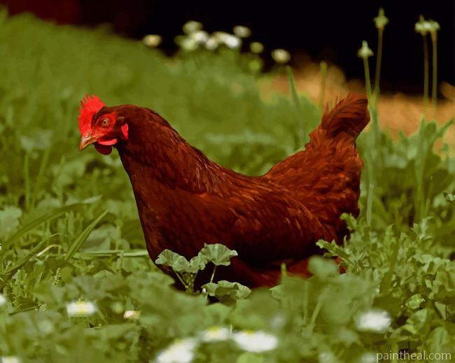 Brown Chicken In Grass Field Painting By Numbers Kits