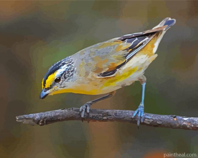 Close Up Pardalote Bird On A Branch Painting By Numbers Kits