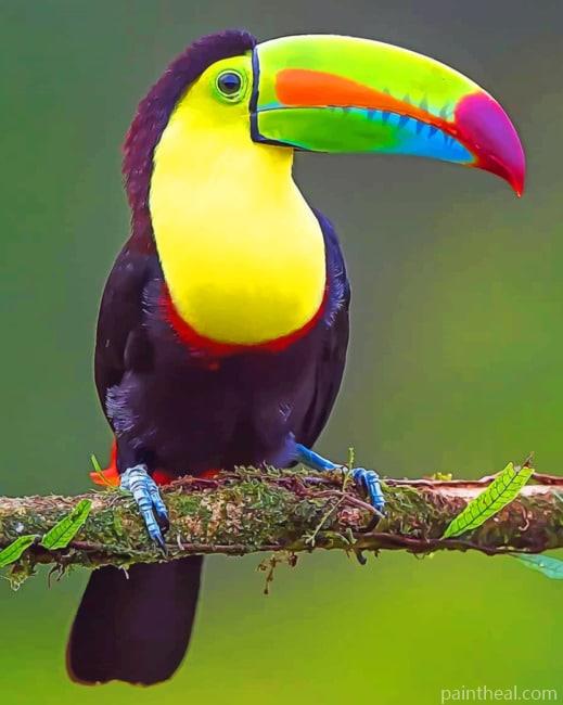 Keel Billed Toucan Painting By Numbers Kits