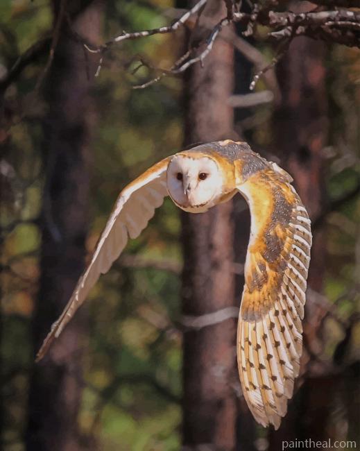 Barn Owl Flying Painting By Numbers Kits
