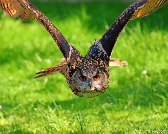 Flying Owl Painting By Numbers Kits