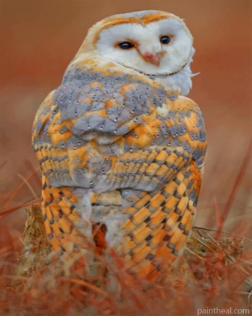 Tyto Owl Bird Painting By Numbers Kits