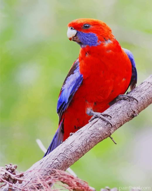 Red Crimson Rosella Painting By Numbers Kits