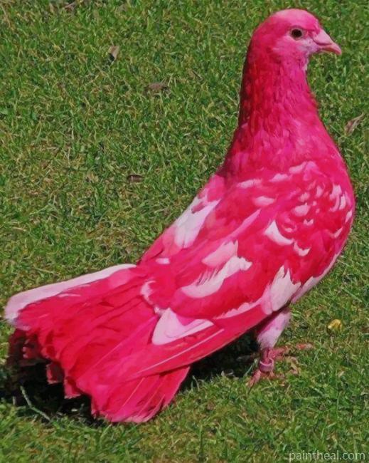 Pink Fancy Pigeon Painting By Numbers Kits