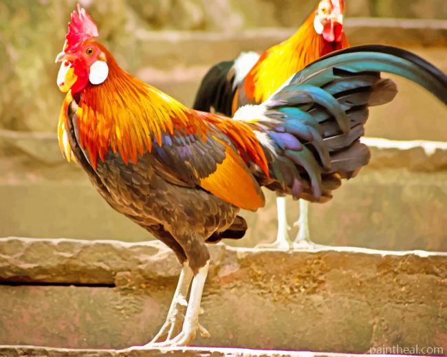Rooster Birds Painting By Numbers Kits