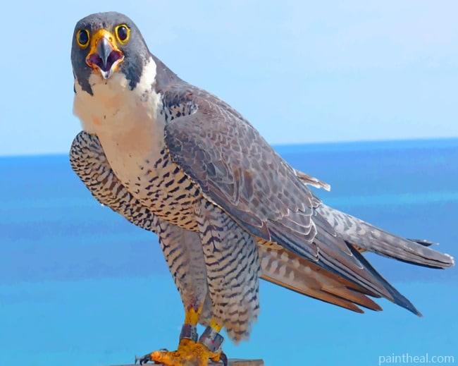 Peregrine Falcon Bird Painting By Numbers Kits