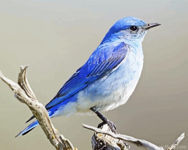 Mountain Bluebird Illustration Painting By Numbers Kits